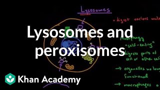 Lysosomes and peroxisomes  Cells  MCAT  Khan Academy [upl. by Pauwles]