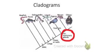 How to read a cladogram [upl. by Ajit95]