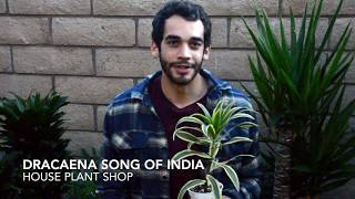 Dracaena Song of India  Reflexa  Pleomele  House Plant Shop [upl. by Tenom]