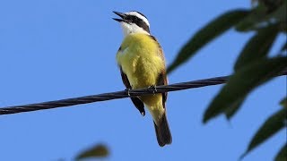 Great Kiskadee Calling and Feeding [upl. by Nikoletta]