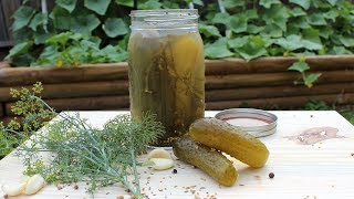 Canning Crunchy Dill Pickles recipe and full canning walkthrough [upl. by Gloriana]