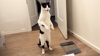 Cats get weirder everyday  Funny Cat Videos [upl. by Battiste358]