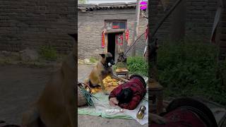 Tommy Help Old Grandmother 👵 🐶 shorts emotional dog [upl. by Virgy]