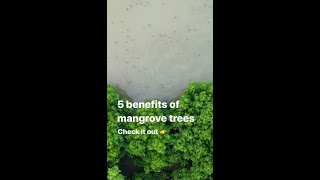 Benefits of Mangrove Trees 👏 [upl. by Jabon]