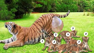 How Tiger Giving Birth To Twin Cubs At The Zoo [upl. by Chung]