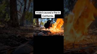 A Bird Caused a Fire in California  Loss Angels californian forestfire wildfire losangelesfire [upl. by Derfnam]