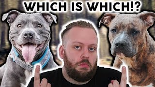 AMERICAN STAFFORDSHIRE TERRIER or STAFFORDSHIRE BULL TERRIER Whats The Difference [upl. by Wittie]