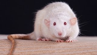 Facts amp Myths  Pet Rats [upl. by Carline]