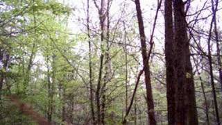 Spring Gobbler Hunting in Virginia [upl. by Einahets720]