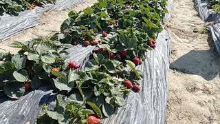 Strawberry Farm at Kamtin Country Club [upl. by Ordnaxela]