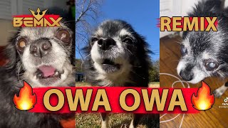 Pudgy  OWA OWA Bemax Remix  Tik Tok dog meme [upl. by Geesey272]