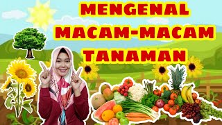 Video Pembelajaran PAUD TK Tema Tanaman  Sub tema Jenis Tanaman [upl. by Ettenor]