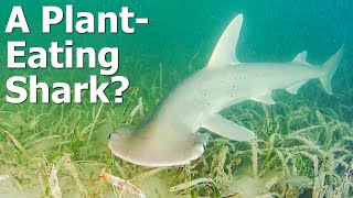 The Only PlantEating Shark  The Bonnethead [upl. by Bremen]