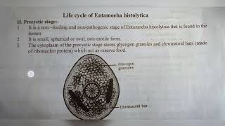 ENTAMOEBA HISTOLYTICA  NOTES   INTER 1ST YEAR  BY PHANINDRA GUPTA [upl. by Marta]