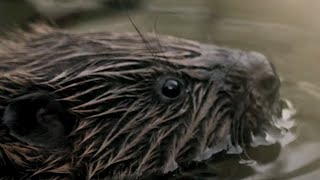 Wild Beavers Return After 400 Years  Wild Rescue  BBC Earth [upl. by Ecinnahs]