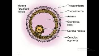 The Ovarian Follicle Journey  From Primordial to Graafian [upl. by Brenton]