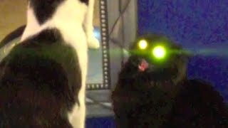 My Cats Are Possessed [upl. by Winfrid1]