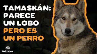 TAMASKÁN PERRO LOBO 9 COSAS que debes SABER [upl. by Ynafets]