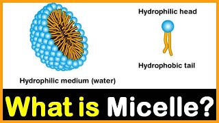 What is Micelle  Hindi  Dr Priyank Singhvi [upl. by Ylnevaeh34]