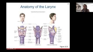 Ch 15  Respiratory System [upl. by Annadroj]