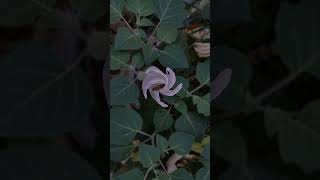 Datura wrightii Jimson weed flower time lapse [upl. by Heinrike]