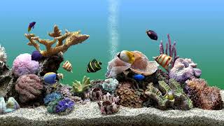 Calming Underwater Aquarium Fish Tank to Focus to Bubbling Water  No Music  4 Hours [upl. by Nivart]