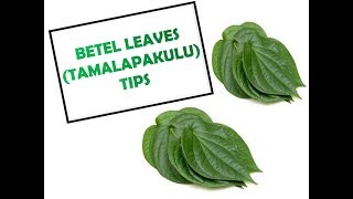 HOW TO KEEP BETEL LEAVES FRESH tamalapaku paanpatta tipsandtricks [upl. by Assenal798]