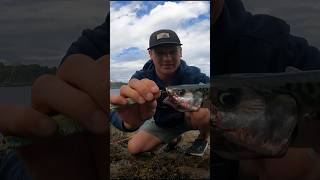 Unhooking A Fish with a Treble Hook  Simple amp Effective fishingtips fishingtutorial howto hook [upl. by Adnilreh426]