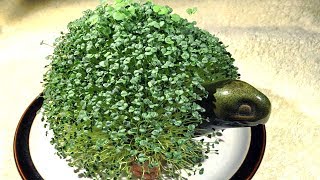 How To Grow Chia seeds  Gardening Tips [upl. by Gnoz]