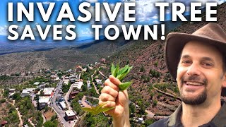 Invasive Tree Rescues Arizona Town [upl. by Dalis]