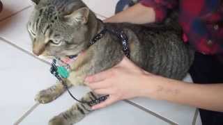 How To Put an quotHquot Harness on a Cat [upl. by Pachton815]