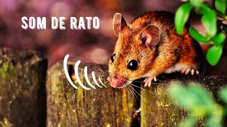 Som de Rato  Brown Rat Squeaking  Rattus Norvegicus [upl. by Arriat]