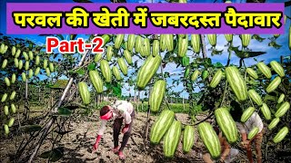 इस तरह होगी परवल में जबरदस्त पैदावार  Pointed Gourd  Parwal ki kheti Part2 [upl. by Anhaj]