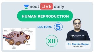 Human Reproduction  Lecture 5  Class 12  Unacademy NEET  LIVE DAILY  NEET Biology  Dr Sachin [upl. by Ulah27]