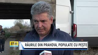 RÂURILE DIN PRAHOVA POPULATE CU PEȘTE [upl. by Aridnere]