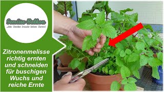 Zitronenmelisse 🌿 richtig ernten und schneiden ✂️ für buschigen Wuchs und reiche Ernte 📥 [upl. by Nayrda]