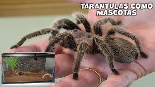 Cuidados y ESPECIES de TARANTULAS que podemos tener como MASCOTA  AcuariosLP [upl. by Ulla857]