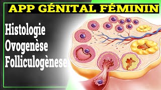 App Génital Féminin Ovogenèse Folliculogènese Hormones  Histologie [upl. by Fritze]