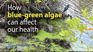 How bluegreen algae can affect our health [upl. by Eniarral982]