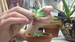 Pruning Etiolated Succulents  Leaf And Stem Propogation [upl. by Rahman]