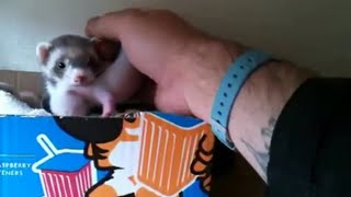 Ferret shows human her babies [upl. by Akived]