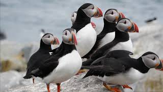 Bold Coast Puffins Tour Maine to Machias Seal Island [upl. by Wesla133]