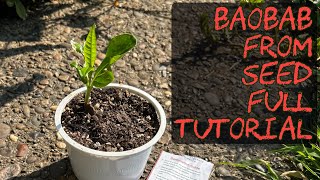 How to grow a Baobab tree from seed Full tutorial gardening baobab tree [upl. by Faus492]