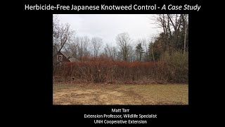 HerbicideFree Japanese Knotweed Control  A Case Study [upl. by Anoyk]