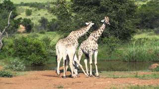 Giraffes and Zebras  Pilanesberg National Park [upl. by Aitas]