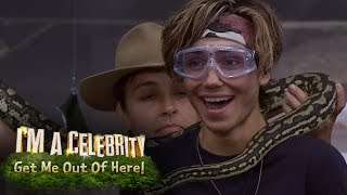 George Shelley Rips Open Pigs Balls In Bushtucker Trial  Im A Celebrity Get Me Out Of Here [upl. by Zetram]