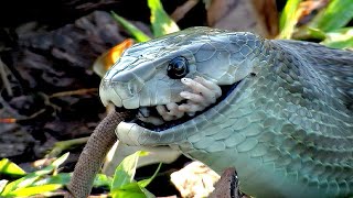 Black mamba  the most feared venomous snake of Africa but did you know why [upl. by Danaher]