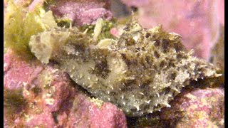 Sea hare versus green hair algae [upl. by Friend431]