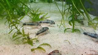 Corydoras habrosus [upl. by Dammahum344]