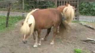 Shetlandpony Meta wordt gedekt door Jonas [upl. by Niar]